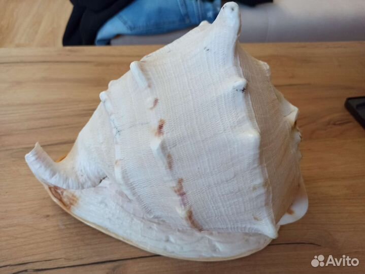 Морская раковина