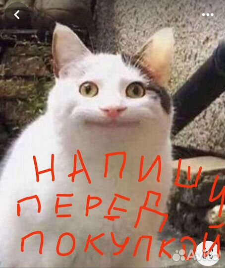 Картина маслом на холсте Котэ 30х40