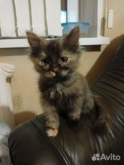 Малышка Валенсия