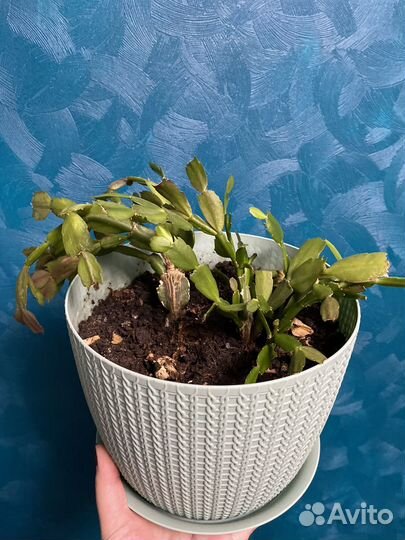 Цветок декабрист