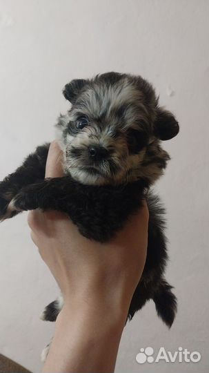 Щенки щпицпу