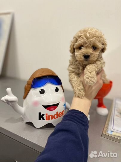 Мальтипу микро teddy f1 korea