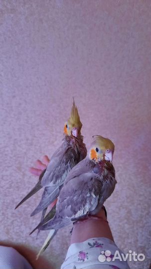 Полностью Ручной Попугай кореллы птенцы