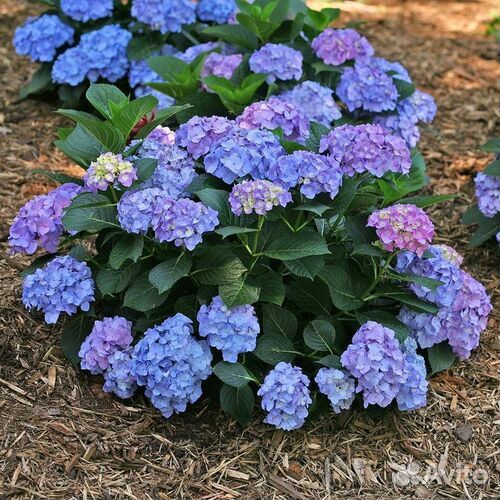 Гортензии Бесконечное Лето Блу, Эрли Блю, Рембранд