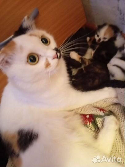 Отдам бесплатно