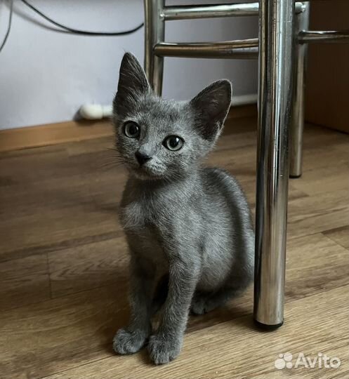 Дымчатый котенок :)