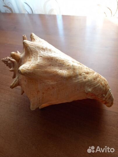 Ракушка морская крупная