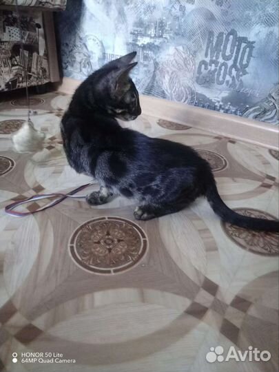 Бенгальский котик