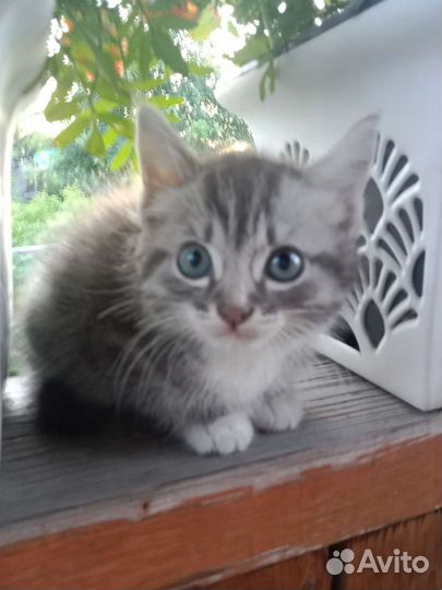 Котята отдам в добрые руки бесплатно