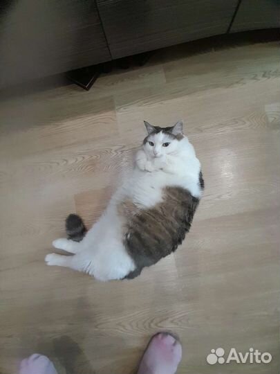 Кошка в дар