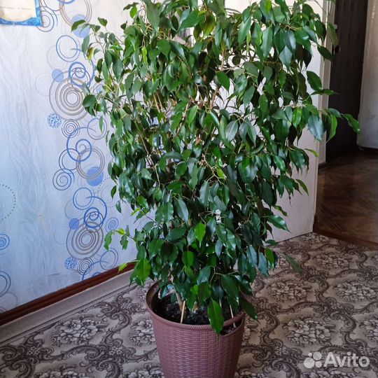 Фикус бенджамина