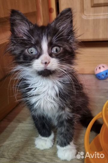Котёнок Домовёнок