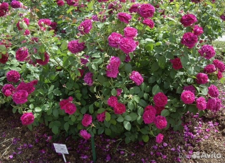 Питомник С принимает заказы на розы шраб