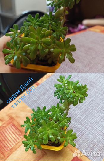 Суккуленты