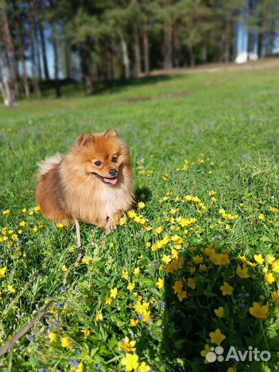 Домашняя передержка собак, кошек в загородном доме