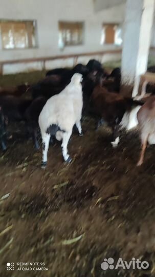 Курдючные бараны эдильбаевской породы