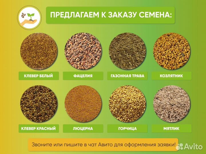 Семена Райграс пастбищный