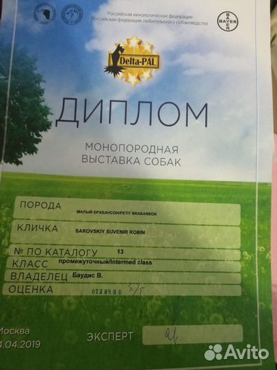 Кобель для вязки