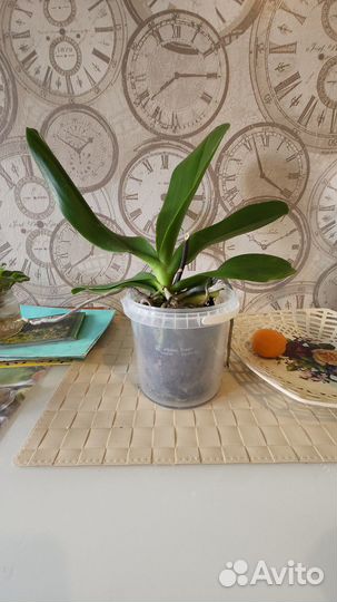 Орхидея Фаленопсис Карибская мечта, Африканская