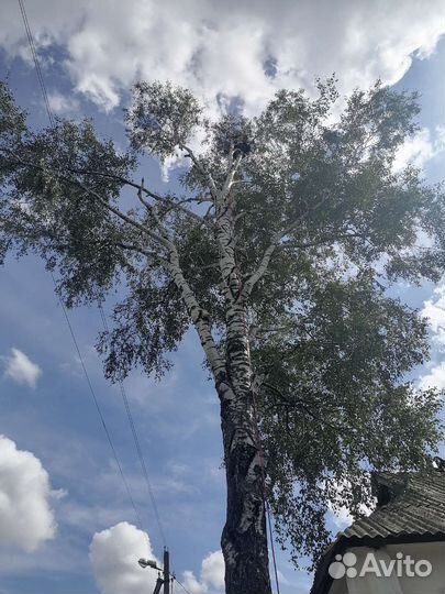 Спил деревьев