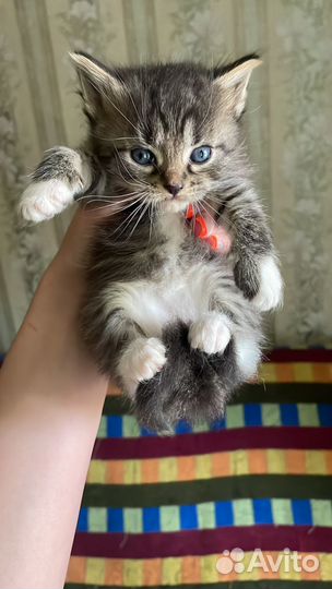 Кошки в добрые руки