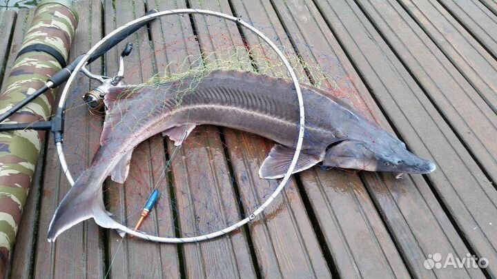 Царская свежемороженная рыба