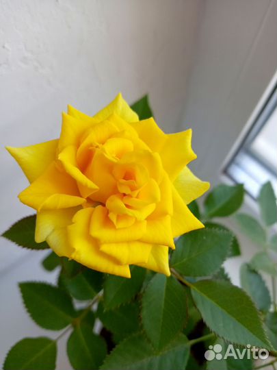 Роза комнатная