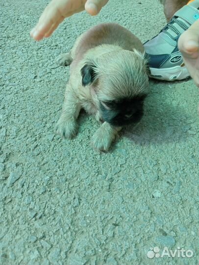 Мопс-пекинес