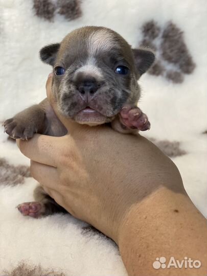 Французский бульдог мини