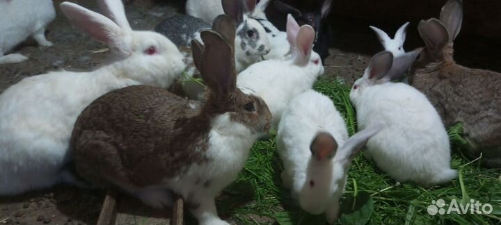 Крольчата разных возрастов