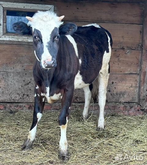 Коровы и телки стельные