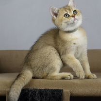 Британский короткошёрстный котёнок