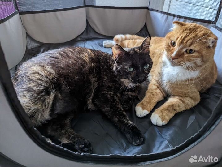 Большой манеж для животных, для собак, для кошек