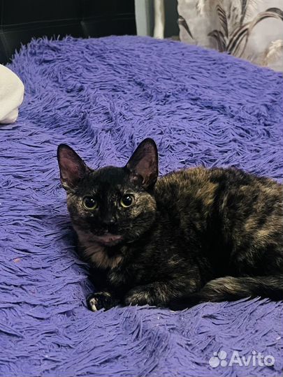 Котята сфинкс