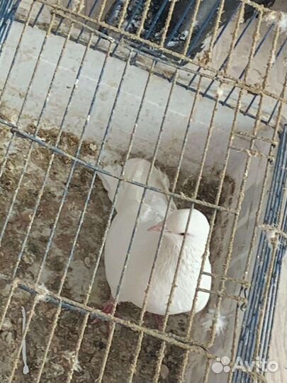 Продажа голубей