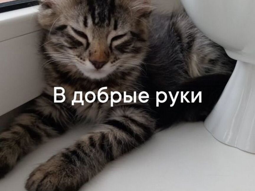 Котята в добрые руки