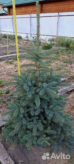 Красавицы ели