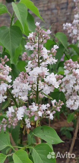 Саженцы сирени- Сирень обыкновенная