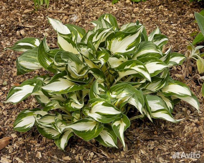 Хосты Файр энд Айс