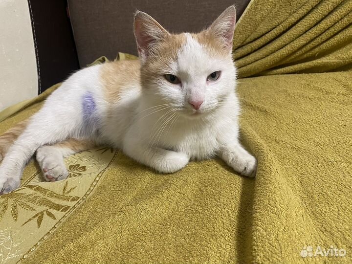 Кошка в добрые руки