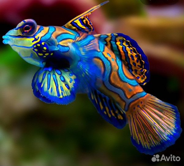 Чистка и обслуживание аквариумов