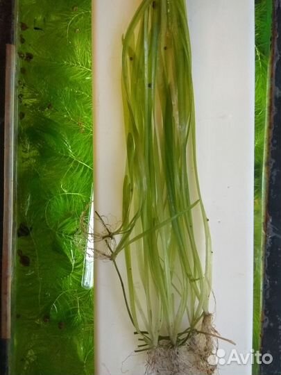 Валлиснерия