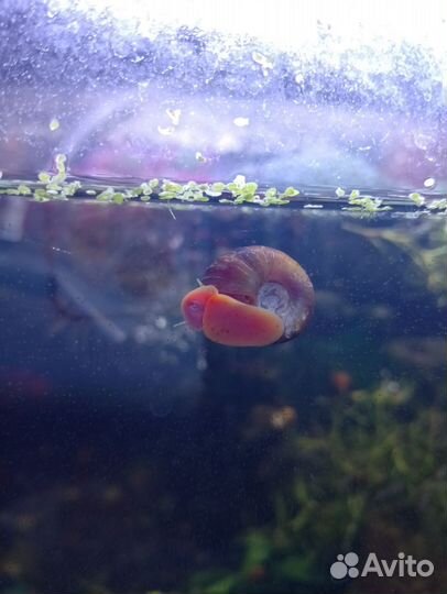 Улитки аквариумные бесплатно