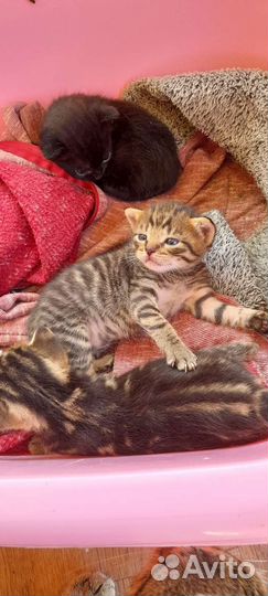 Бенгальская бесплатно