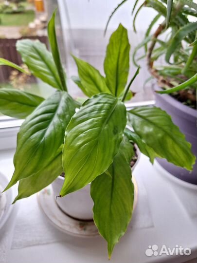 Спатифилум