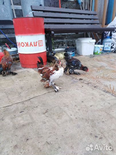 Петушки бентамки