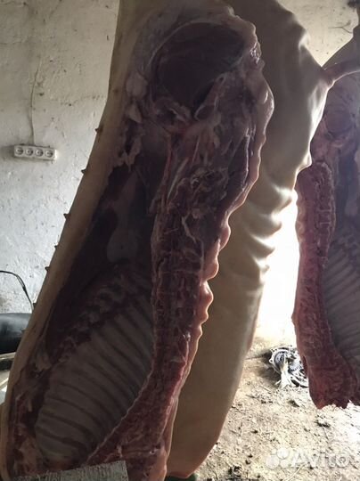 Продам мясо свинина