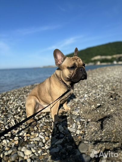 Французский бульдог кабель вязка