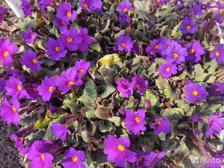 Многолетники садовые