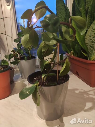 Пеперомия туполистная взрослая и малыши